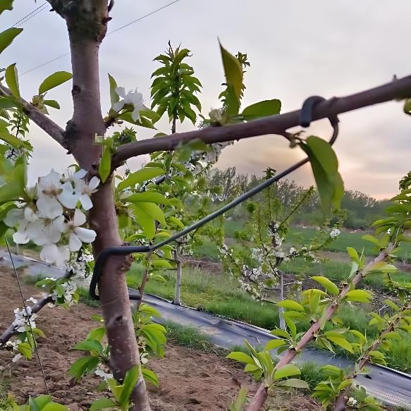 조절 가능한 과일나무 가지 성형기 (측면 가지 굽힘 및 - Bonsai Gardener 리뷰 및 가격